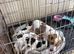 Pure Bread Jack Russell Pups ,