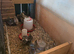 5 week quail chicks
