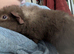 Pure bred Teddy guinea pig boars