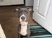 Bull cross lurcher 13 weeks old