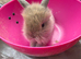 Lop bunnies for sale