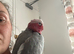 15 week old galah cockatoo boy