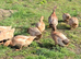 Pure Breed Ducklings: Sexed