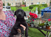 labrador pups kcreg