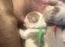 Olde English Bulldogs now