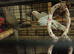Beautiful clear head hen ringneck