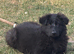 German shepherd puppies