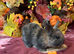 Gorgeous autumnal mini lop litters