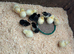 Silver Wyndotte chicks
