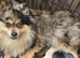 2 Beautiful kc pomeranian