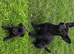 Jack Russel pups