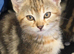 Torbie kitten for sale