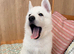 Last White Swiss Shepherd Girl Available