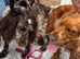 Beautiful Cocker spaniel puppies
