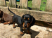 Miniature dachshunds ready to go