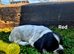 Working Springer Spaniels