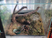 Mexican Red Knee Female