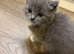 Ragdoll x Russian blue long haired