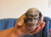 Miniature dachshund