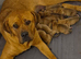 Chunky puppies
