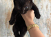 8 WEEK OLD KITTENS READY FOR THEIR FOREVER HOMES