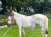 Appalossa Yearling  Filly
