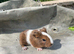 2 lovely baby boars
