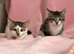Beautiful fluffy kittens