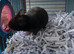Hamster