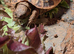 Hermann Tortoise