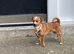 Dachshund x Pug 8 Months Old Baby Pixy