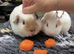 Beautiful bonded boys.