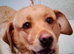 Labrador