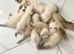 Ragdoll Kittens READY next week