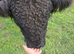 Pedigree black galloway bull for sale