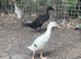 Indian Runner Ducks