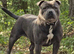 Kc registered blue female