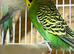 Budgies pair