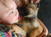 3 Belgian Malinois puppies