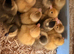 Call ducklings