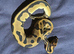 Leopard orange dream 100% het pied ball python