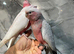 Stunning Baby HandReared Super Tame Cuddly Galah Cockatoo