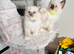 Beautiful Ragdoll Kittens Ready Now.
