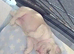 1 vaccine - last male ready to leave !!!! - DWKC French bulldog
