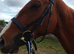 15.3 chestnut mare