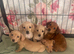 5 beautiful mini dachshunds stunning colours