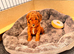 3 Cavapoochon boys