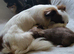 Beautiful Long haired chihuahua puppies