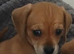 Reduced 2 girls left chiweenies