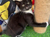 VERY LOVING MALE KITTEN READY NOW
